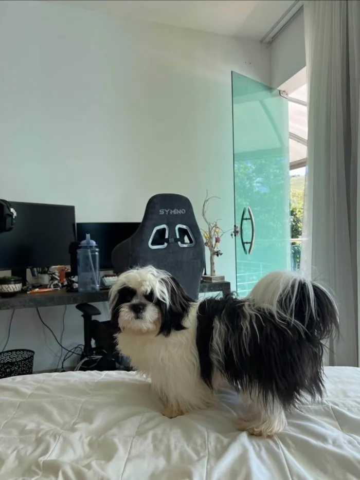 Cachorro ra a Shitzu idade 3 anos nome Bucchi