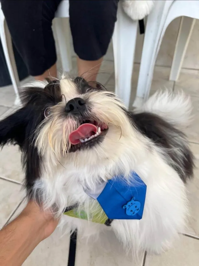 Cachorro ra a Shitzu idade 3 anos nome Bucchi