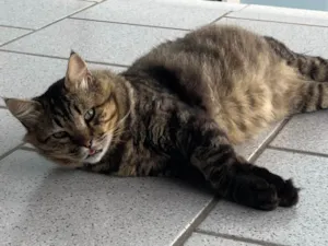 Gato raça SRD-ViraLata idade 5 anos nome Fred