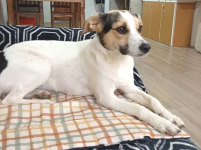 Cachorro raça SRD-ViraLata idade 1 ano nome Coração