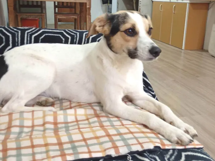 Cachorro ra a SRD-ViraLata idade 1 ano nome Coração