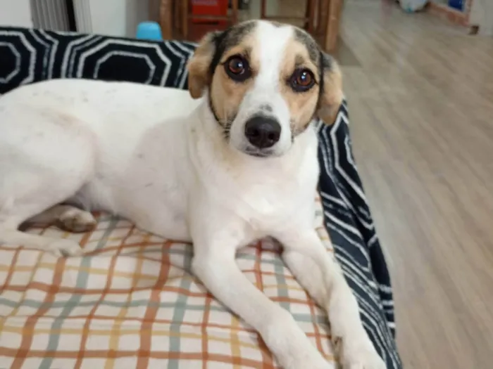 Cachorro ra a SRD-ViraLata idade 1 ano nome Coração