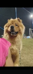 Simba 