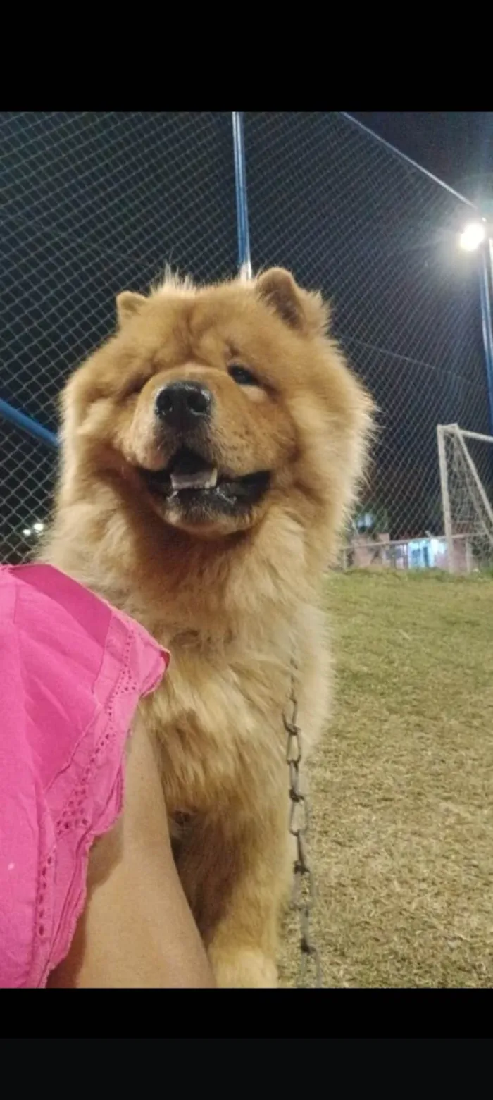 Cachorro ra a Chow Chow idade 1 ano nome Simba 