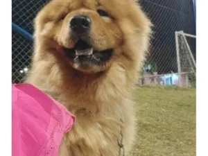 Cachorro raça Chow Chow idade 1 ano nome Simba 