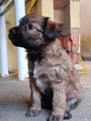 Cachorro raça SRD-ViraLata idade Abaixo de 2 meses nome Sem nome