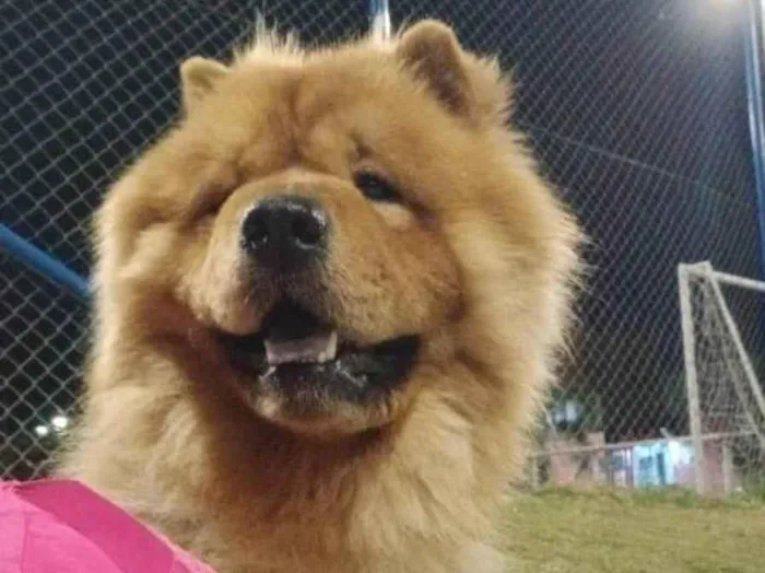 Cachorro ra a Chow Chow idade 1 ano nome Simba 