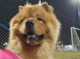 Simba