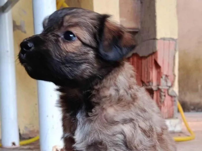 Cachorro ra a SRD-ViraLata idade Abaixo de 2 meses nome Sem nome
