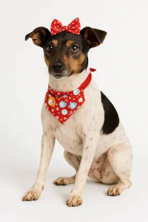 Cachorro raça Fox Terrier idade 5 anos nome Fox Paulistinha