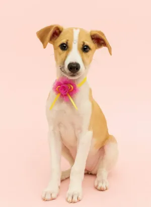 Cachorro raça SRD-ViraLata idade 2 a 6 meses nome Rubi