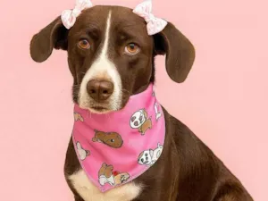 Cachorro raça SRD-ViraLata idade 2 anos nome Flor