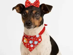 Cachorro raça Fox Terrier idade 5 anos nome Fox Paulistinha