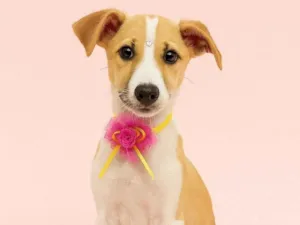 Cachorro raça SRD-ViraLata idade 2 a 6 meses nome Rubi