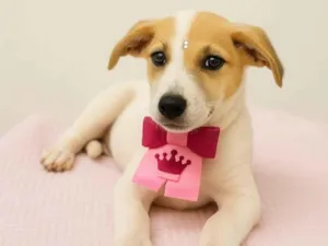 Cachorro raça SRD-ViraLata idade 2 a 6 meses nome Amora