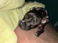 Fiona 