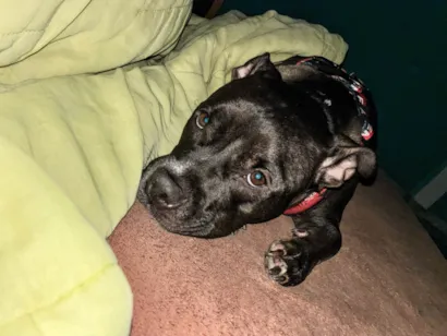 Cachorro raça Pit-Bull idade 2 anos nome Fiona 