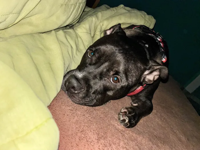Cachorro ra a Pit-Bull idade 2 anos nome Fiona 