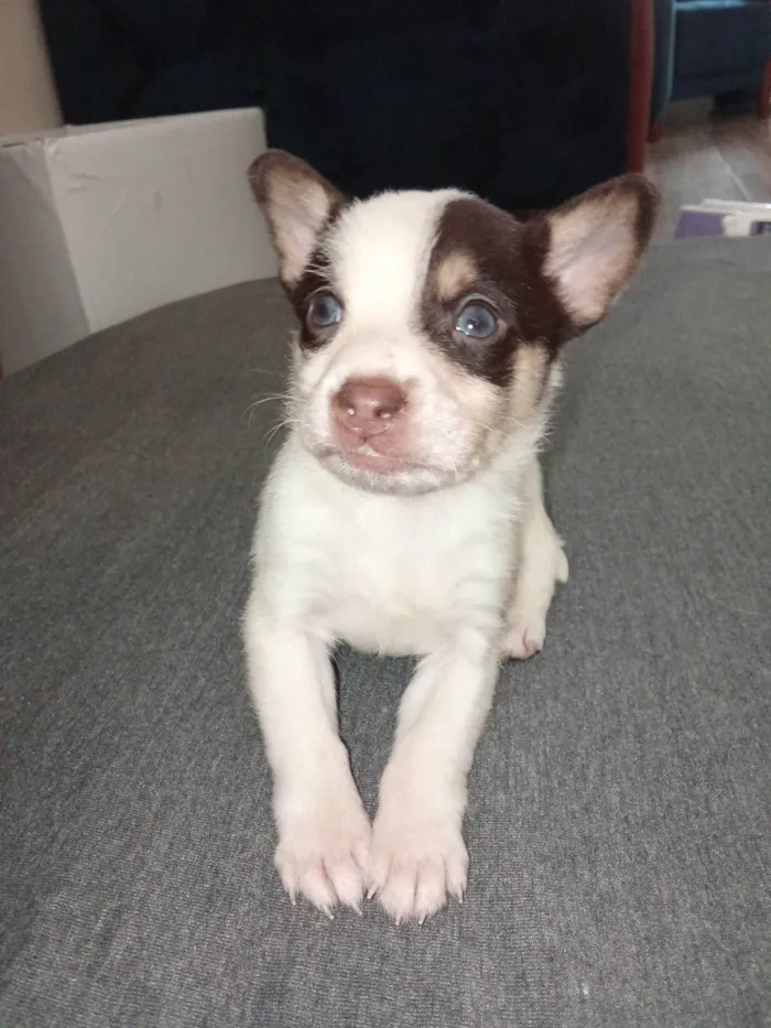 Cachorro ra a SRD-ViraLata idade Abaixo de 2 meses nome BARUK