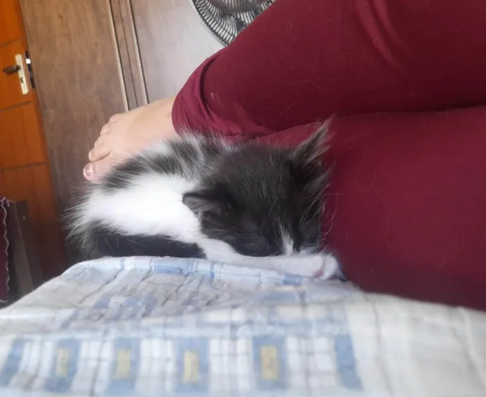 Gato ra a Angorá idade Abaixo de 2 meses nome Duas Fêmeas