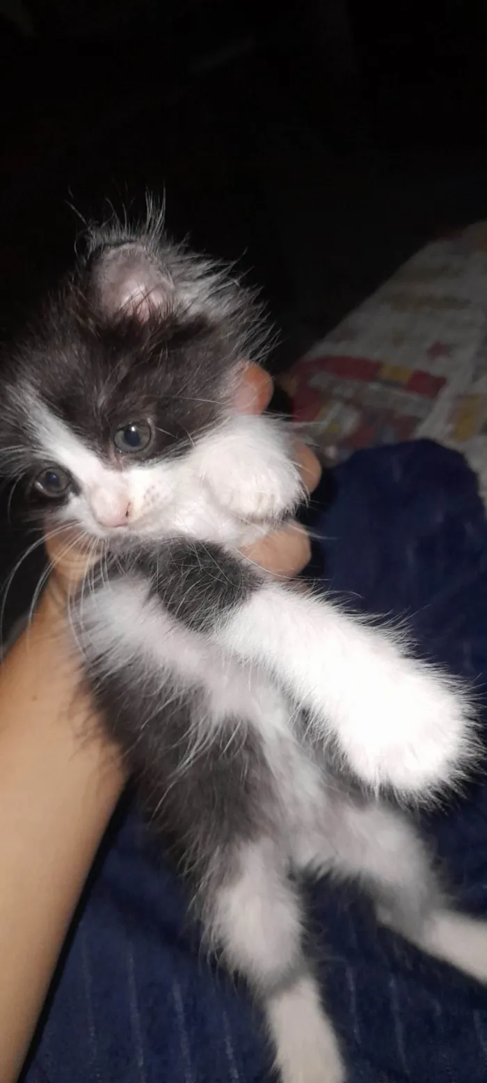 Gato ra a Angorá idade Abaixo de 2 meses nome Duas Fêmeas