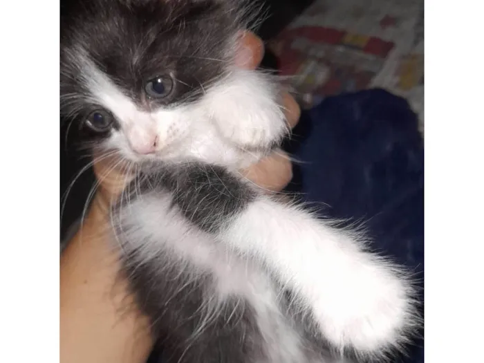 Gato ra a Angorá idade Abaixo de 2 meses nome Duas Fêmeas