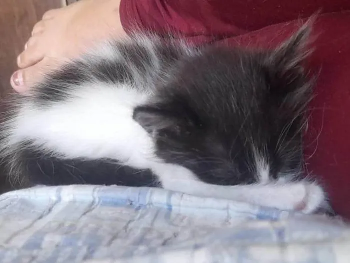 Gato ra a Angorá idade Abaixo de 2 meses nome Duas Fêmeas