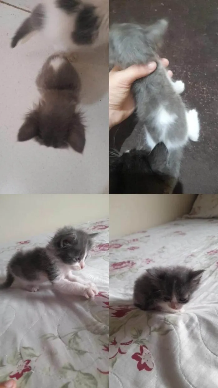 Gato ra a Angorá idade Abaixo de 2 meses nome Gatos machos