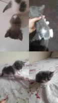 Gatos machos