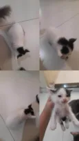 Gatos machos