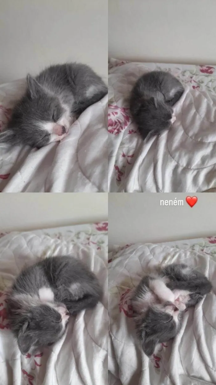 Gato ra a Angorá idade Abaixo de 2 meses nome Gatos machos