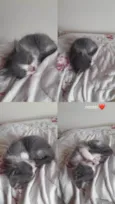 Gatos machos