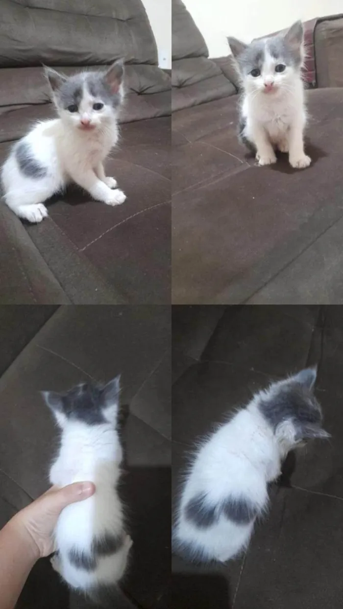 Gato ra a Angorá idade Abaixo de 2 meses nome Gatos machos