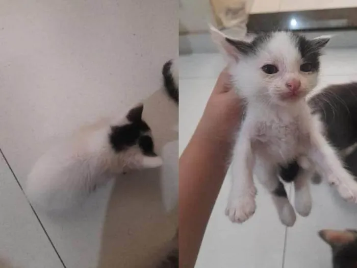 Gato ra a Angorá idade Abaixo de 2 meses nome Gatos machos