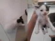 Gatos machos