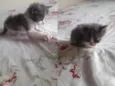 Gatos machos