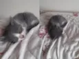 Gatos machos