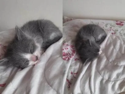 Gato raça Angorá idade Abaixo de 2 meses nome Gatos machos