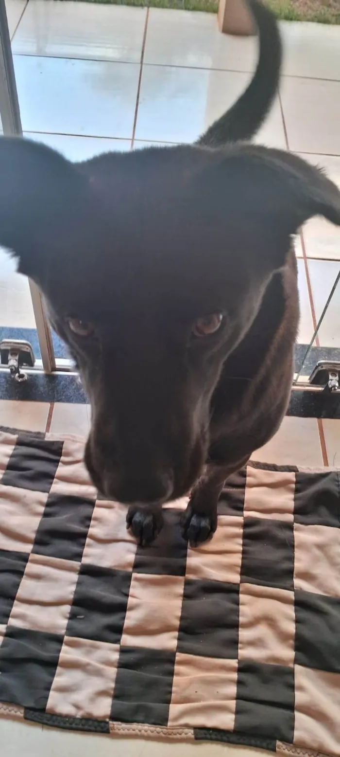 Cachorro ra a Chow Chow idade 2 anos nome Pantera