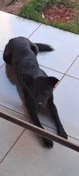 Pantera