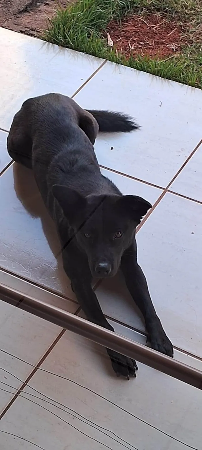 Cachorro ra a Chow Chow idade 2 anos nome Pantera