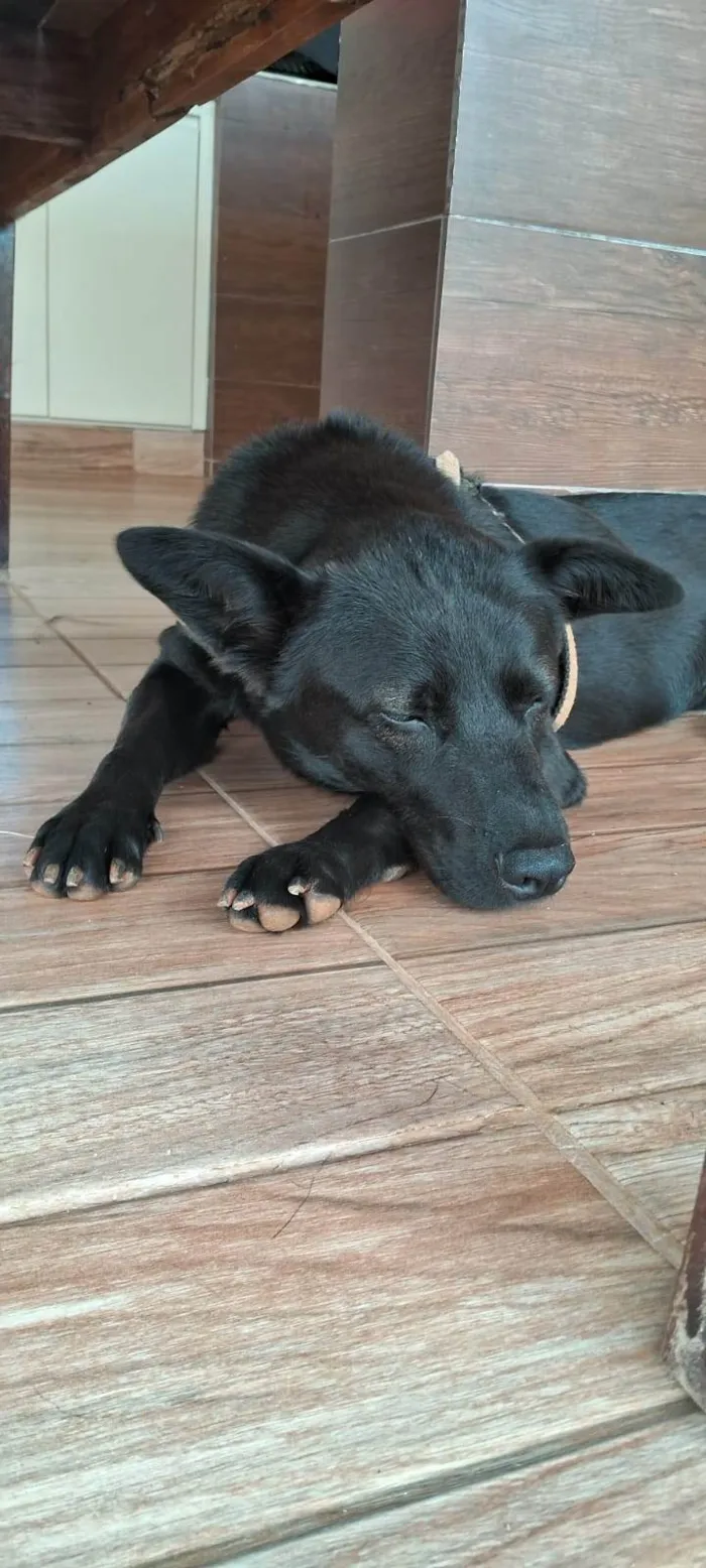 Cachorro ra a Chow Chow idade 2 anos nome Pantera