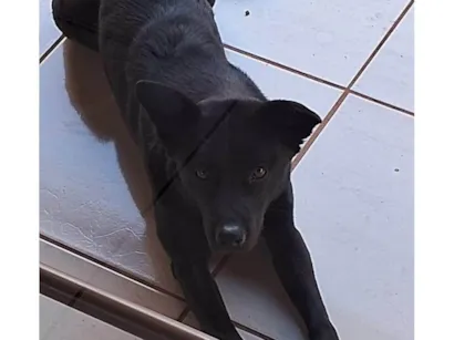 Cachorro raça Chow Chow idade 2 anos nome Pantera