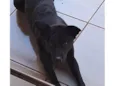Pantera