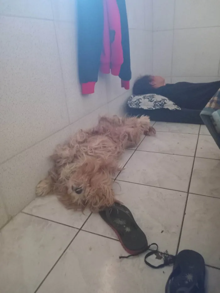 Cachorro ra a Lhasa Apso idade 2 a 6 meses nome Jade 