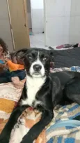 Pretinha