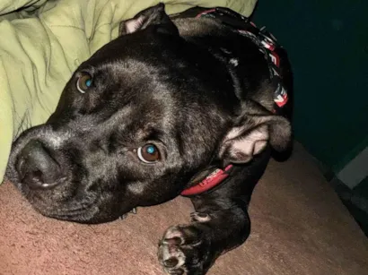 Cachorro raça Pit-Bull idade 2 anos nome Fiona