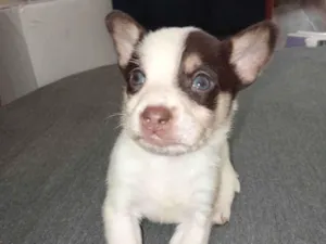 Cachorro raça SRD-ViraLata idade Abaixo de 2 meses nome BARUK