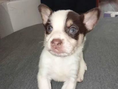 Cachorro raça SRD-ViraLata idade Abaixo de 2 meses nome BARUK