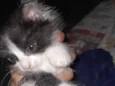 Duas Fêmeas